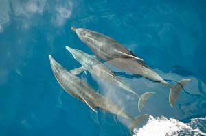 sailing holidays and bareboat yacht charters canary islands